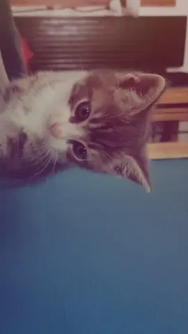 #lyrics #brunomars #talkingtothemoon #cat #fyp 