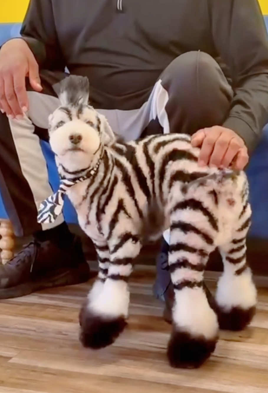 Dyed dog. #funnyvideos #foryou #funnydog #usa🇺🇸 #fyp 