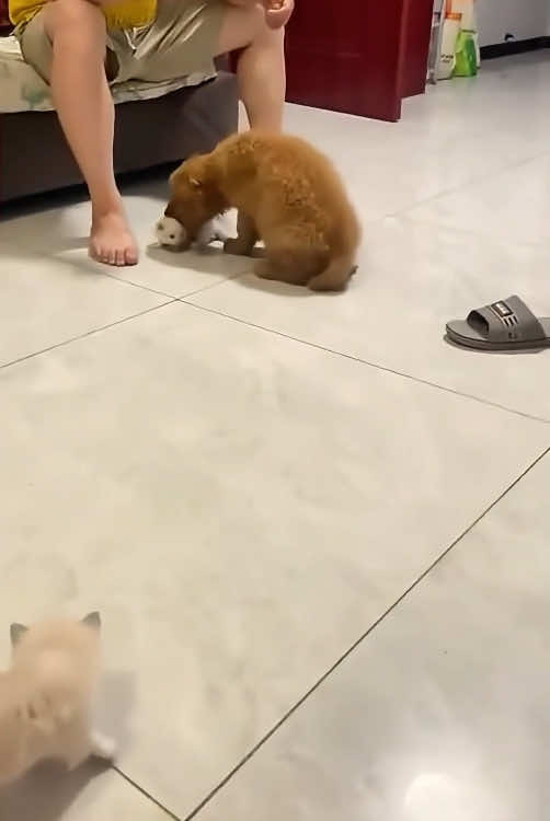 Don't mess with a cat Mama!🐾😾#cat #dog #catsoftiktok #funnycat #funnyvideo #funnytiktok #fyp #foryou #tiktok 