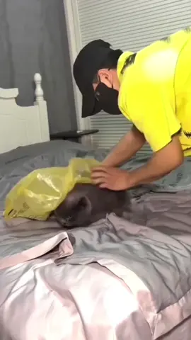 My cat is not fat at all #fyp #usa #foryou #funny #funnyvideos #cat #fatcat #catsoftiktok 