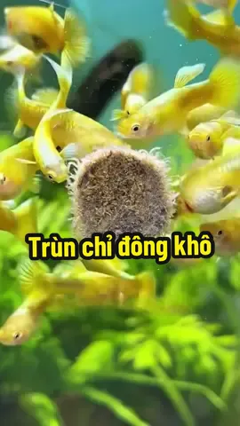 Trùn chỉ đông khô giàu dưỡng chất cho cá, dễ sử dụng, giúp cá yêu ăn khoẻ, lên màu đẹp  #trunchidongkho #trunchi #trunchidongkhochoca #thucanchoca #xuhuong 