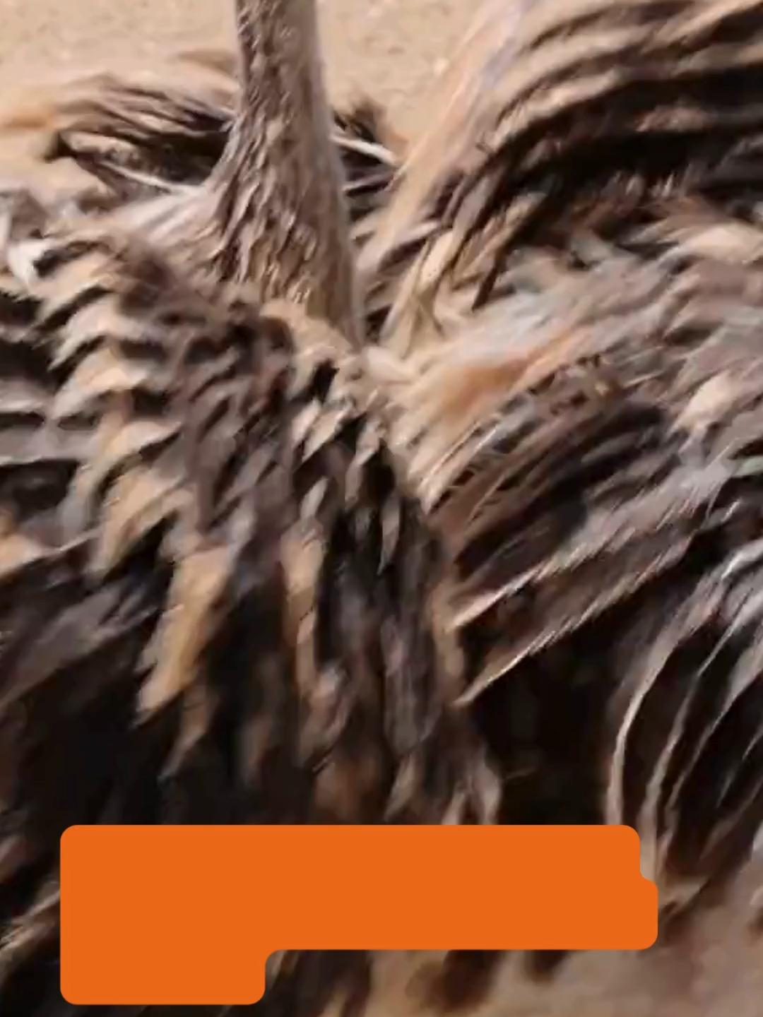 🐦🚫 Ostriches in Kenya are being commodified, farmed for their meat, leather, and feathers. On some farms, adult males are even forced to carry tourists in rides weighing up to 75kg, circling arenas in distress while guests watch. This is cruelty. Ostrich farming has rapidly expanded, driven by the demand for exotic products. Profit has come at the expense of animal welfare, ignoring the suffering of these intelligent, sentient animals. It is time for change. Wildlife must thrive in the wild, not suffer in captivity for entertainment or profit. ✍️ Add your name to demand a ban on wildlife farming in Kenya: 👉 https://bit.ly/4liyQkQ #WildlifeNotProfit #ProtectWildlife