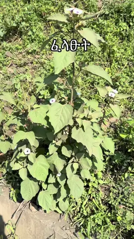 #የባህል_ህክምና 