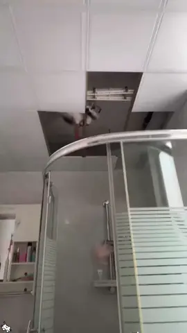 A destructive cat 🤣 #cat#funny #fy #catsoftiktok #funnyvideo 