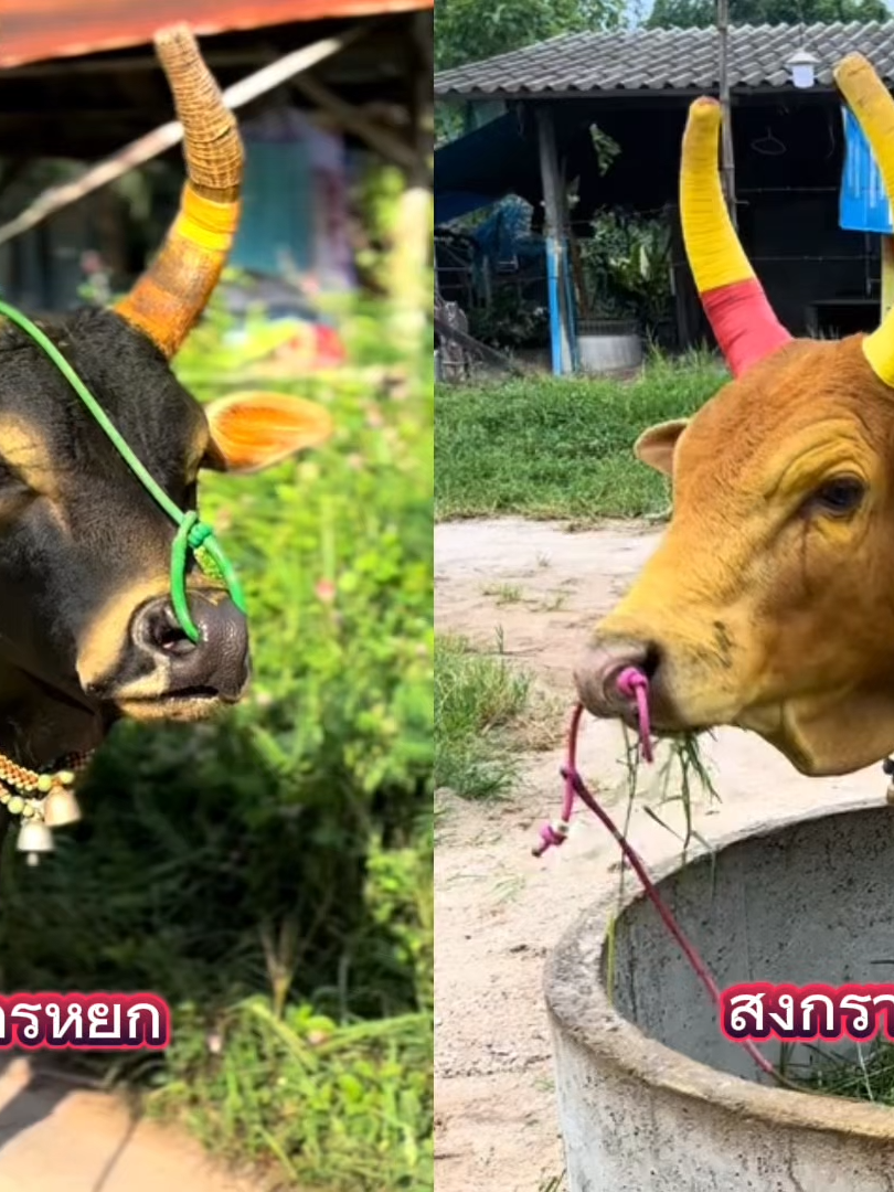 ถึงใจเด็กขาด #โหนดงามเพชรมงคลชัย #มังกรหยก #โหนดงามเพชรมงคลชัย_มังกรหยก #ขาวงามวันสงกรานต์ #พี่เสือแดนใต้ #พี่เสือล่าสุด #วัวชน #วัวดัง #วัวดังภาคใต้ #ค่ายโคกํานันด้วงลําทับ #ค่ายโคทุ่งแสงเดือน🐂💯 #ดุยนคร