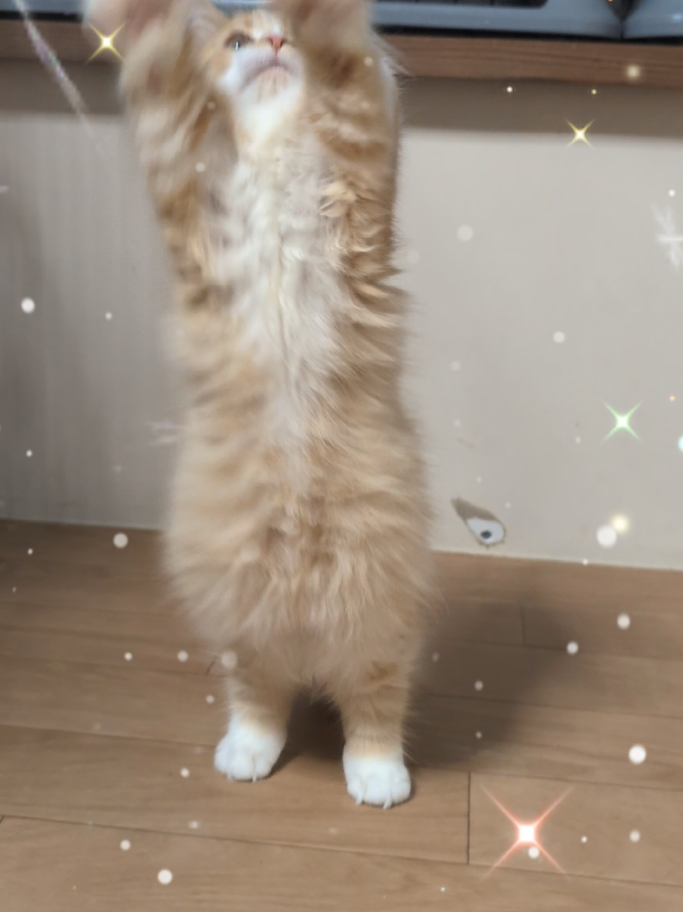 マンチ短足♂おもちゃに夢中🐱 #ねこ  #子猫  #猫好きさんと繋がりたい  #マンチカン 