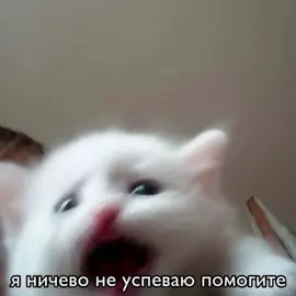 Люди в наушниках, ликуйте. Сегодня я не ору #озвучкамемов #fyp #мем #тренд #котята