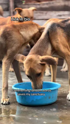 #fypage #viraltiktok #doglovers 