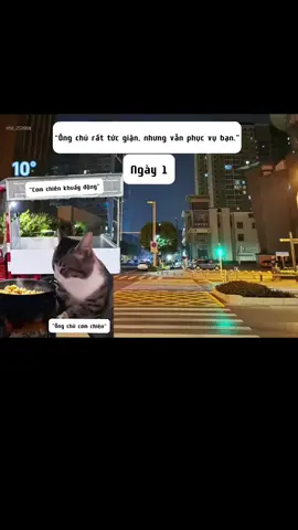 cú lắm rồi:)) #catmeme #xh #xuhuong #viral #mememeo 