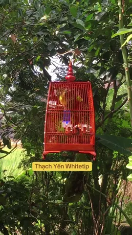 #quyetpkchimcanh #birds #chimcanh #xuhuong #viralvideo 