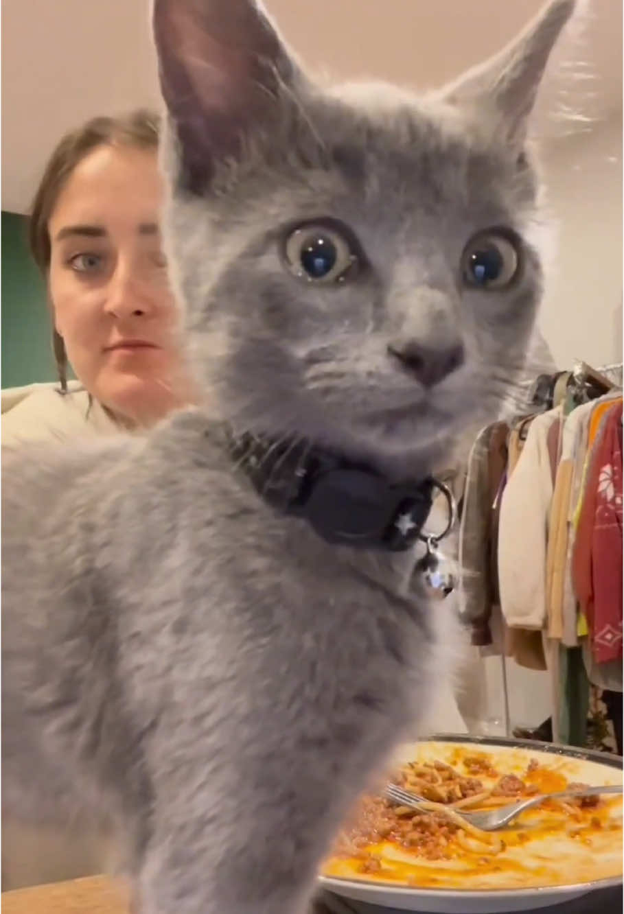 Cats have a strong sense of camera#funnycats #funnyanimals #petvideos #cat #catsoftiktok #fyp #usa #longervideos