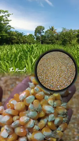 Pengembangan Jagung Pipil 