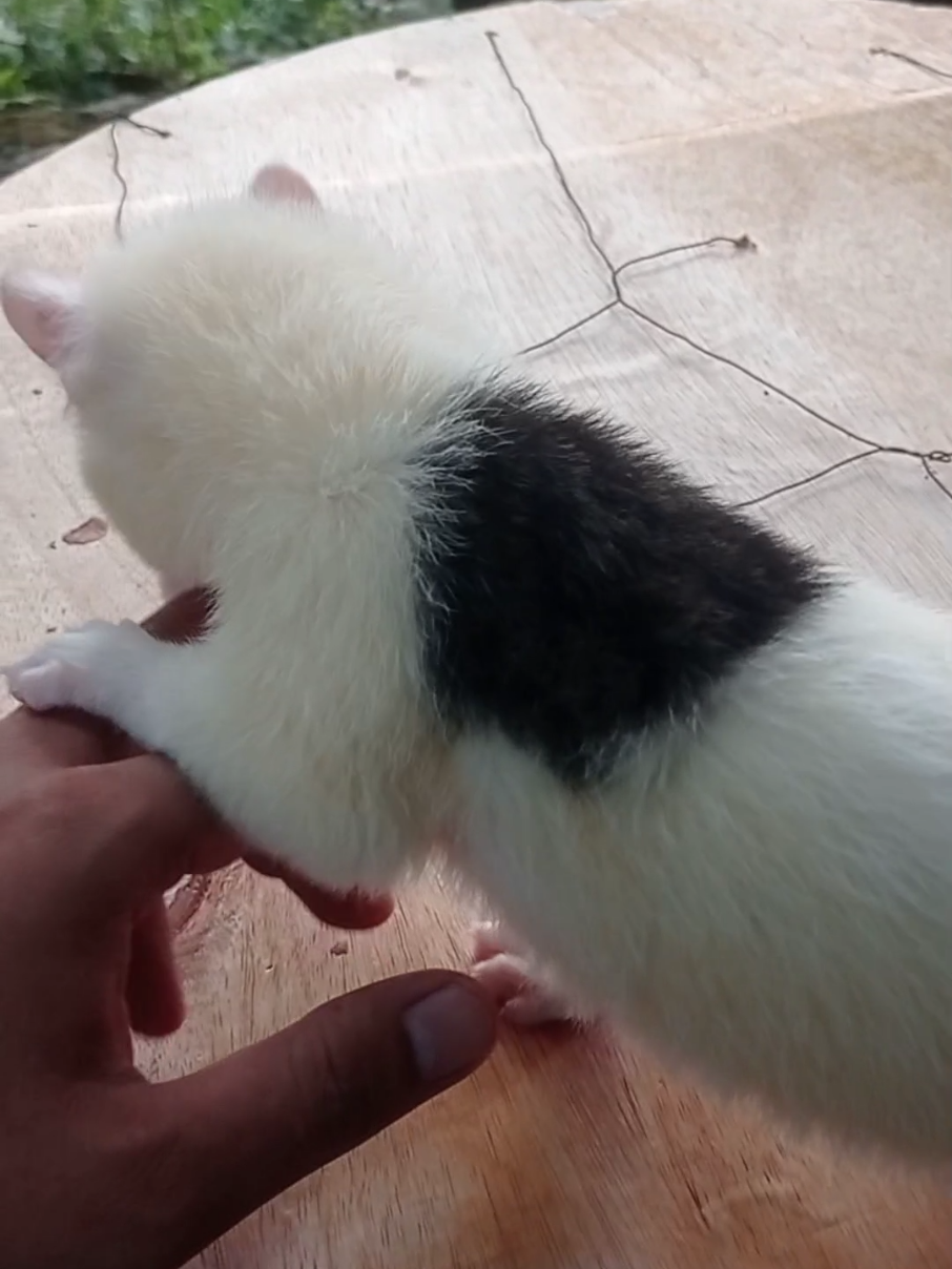 gigit gigit #musanglovers #musangpandanpied #musangloversindonesia #musang #musangmozaik 