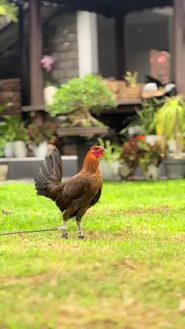 SPECIAL 2TH GK BERTELUR #ayamphilipin #henny #import
