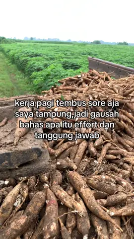 lanang og😇 #fyp #fypage #kulisingkonglampung 