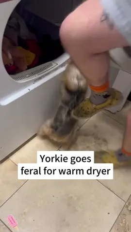 Funny Yorkshire 🐶🐶🐶 #doglover #foryou #dogsoftiktok #funnyvideos #cute 