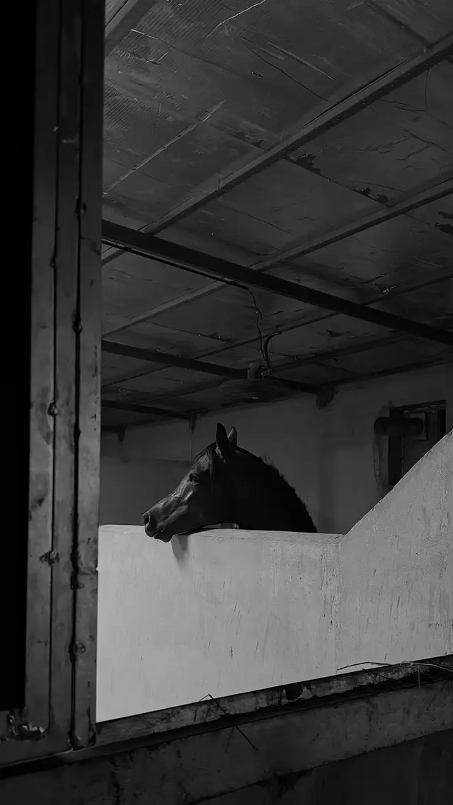 Endless love for you ✨#fyppppppppppppppppppppppp #خيل_وخياله🐎 #الشعب_الصيني_ماله_حل😂😂 #explore #اكسبلور 