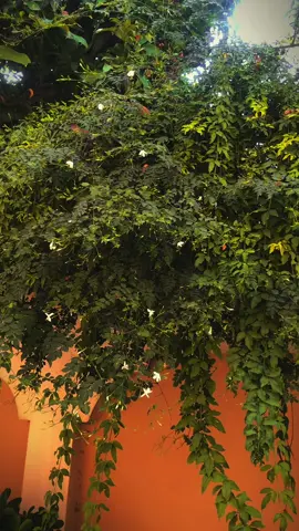 لوگ کبھی خوش نہیں ہوتے۔۔۔اب اپنی جان بھی دے دو گے تب بھی۔۔۔🙂 . . . . . . . #fyp #unfreezemyacount #foyoupage #urdupoetry #johnelia #urdushayari #fypppppppp #parveenshakir #cinematic #urduline #sadlines #nature #cinematography #minhal_capture 