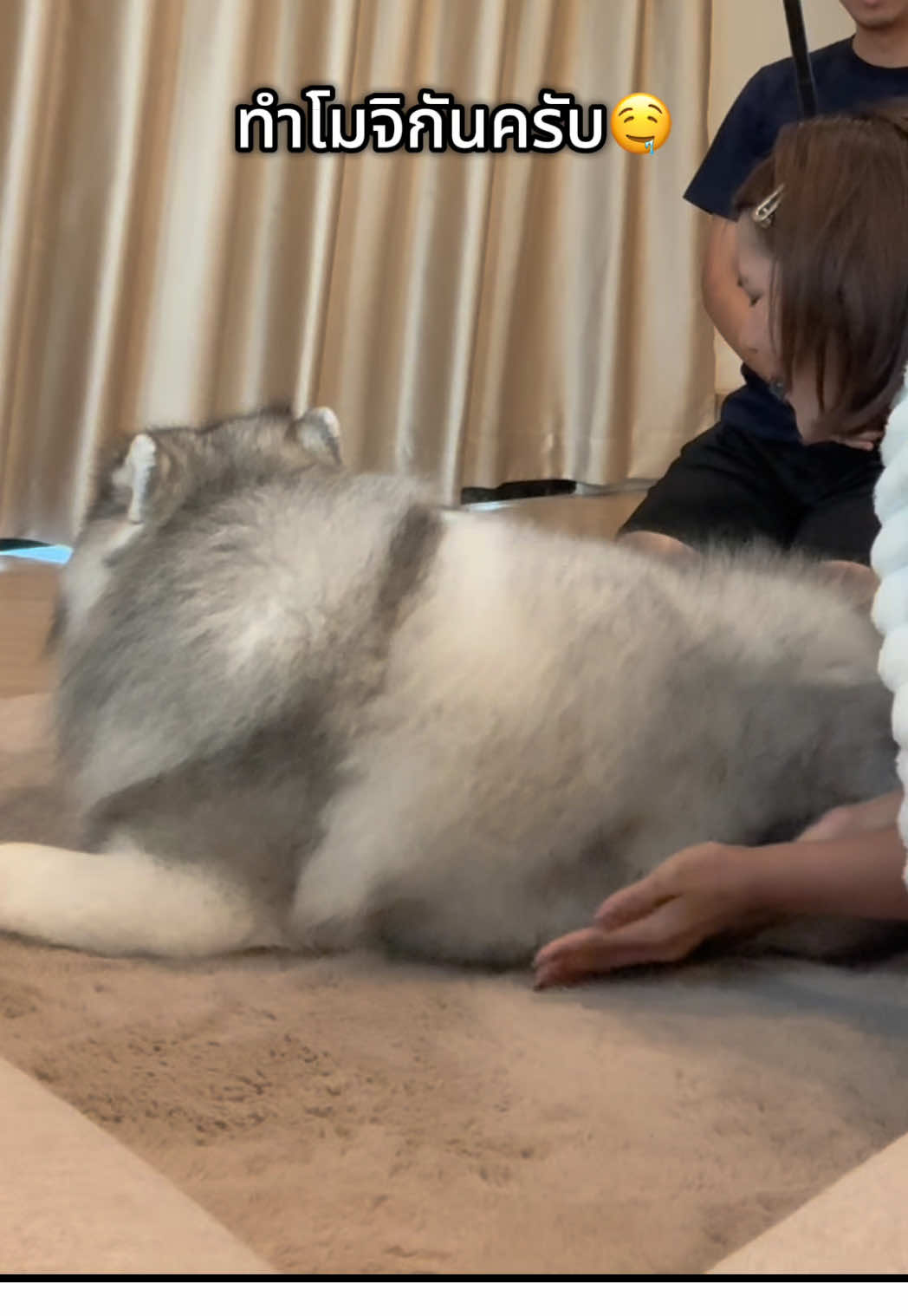 โมจิไร้แป้ง นุ่มฟูฟ่อง ถูกใจแม่แม่ไหมครับ #สัตว์เลี้ยงtiktok #สวนสัตว์tiktok #mochi 
