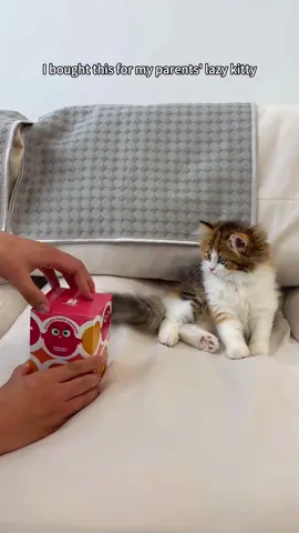 Over 905K people's common choice, which is really popular on Amazon, now on tiktok is it in half price, and I also recommend this flapping  bird to my bestie Hazel #olebrandselect #cat #fentysuperbrandday #potaroma #cattoy #catsoftiktok #tiktokshop #fyp #flappingbirdtoy #flappybird #cats #potaromacattoys #cattoys #tiktokmademebuyit 