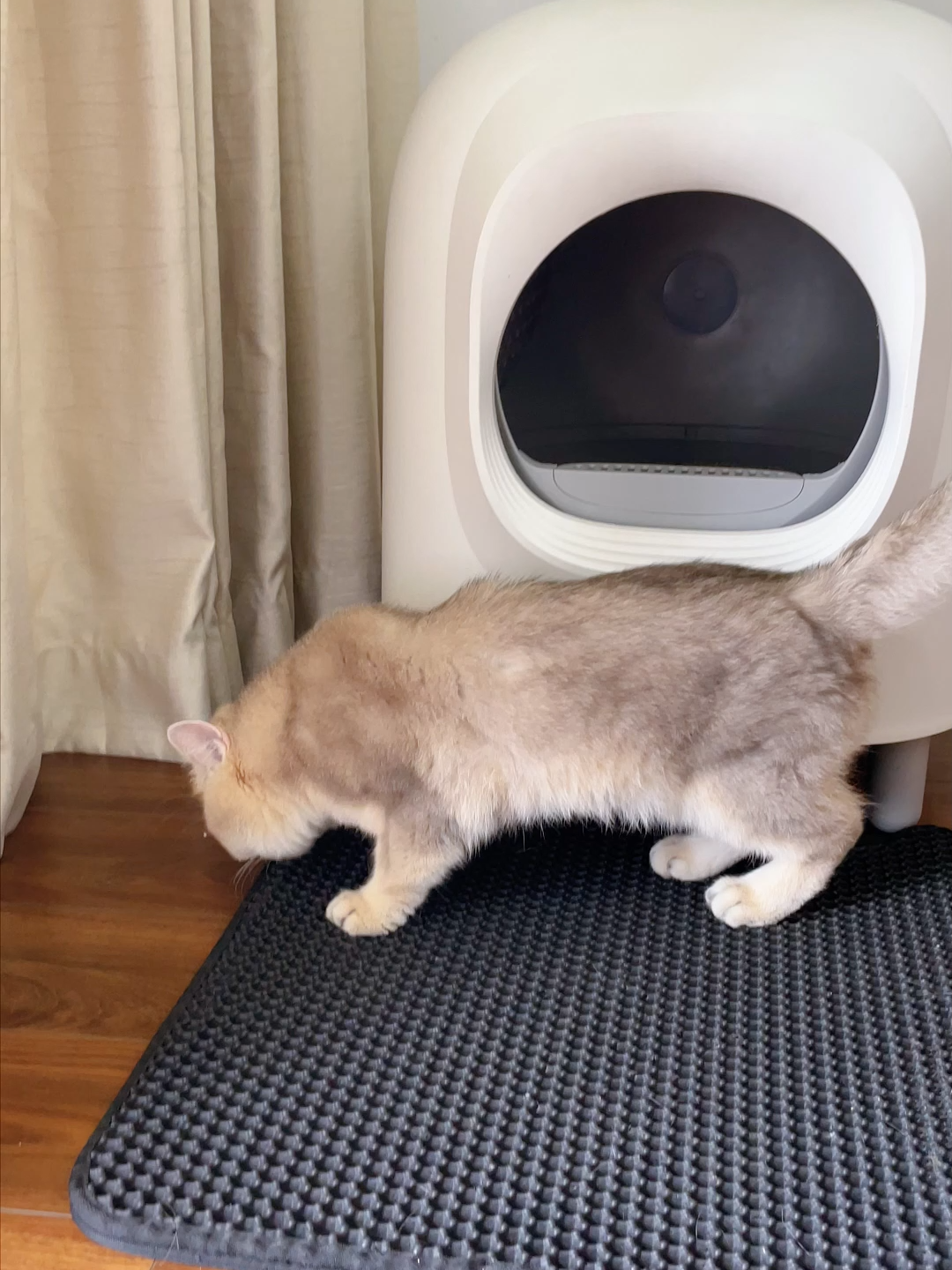 Máy vệ sinh tự động cho mèo giá rẻ có ngay máy HeLiPet #helipet #pet #cat #pets #mayvesinhchomeo #nhacaychomeo #petree #helicorp