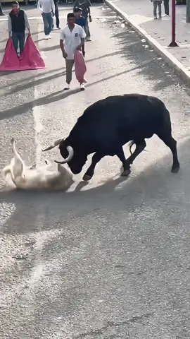 It's always the dog that gets hurt🤣🤣#dog #funnydog #dogsoftiktok #fyp #foryou #funnyvideos #tiktok 