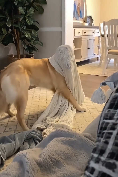 The golden retriever are so dramatic🤣🤣#dog #funnydog #dogsoftiktok #fyp #foryou #funnyvideos #pet #GoldenRetrievers 