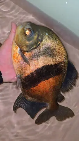 Cá Móc Câu Xanh thícb hợp làm phụ kiện dọn vệ sinh bể cộng đồng cá san moi #fish #monsterfish #cá #cacanh #casanmoi 