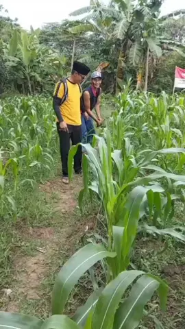 kasi umum Polsek pedes Aiptu Heri Juhari melaksanakan perawatan tanaman jagung dalam rangka ketahanan pangan #promoseruweekend #mabespolri #sorotan #fyp #polreskarawang 