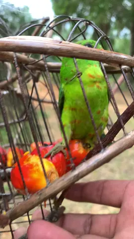 Lain dari yang lain🤔#kakimikat #serinditganu #foryoupage #fypp #fyp 