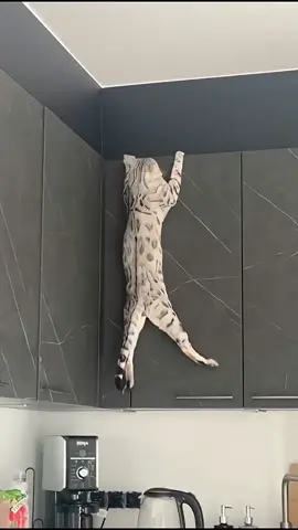 Destructive cat #funny #cat #funnycat #cutecat #tiktok #catsoftiktok #foryou 