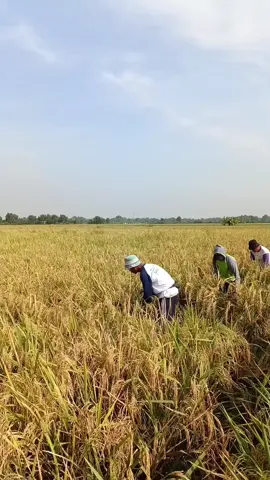 𝘵𝘢𝘯𝘨𝘪 𝘵𝘶𝘳𝘶 𝘮𝘢𝘭𝘢𝘩 𝘯𝘺𝘦𝘭𝘰𝘵 𝘬𝘰𝘱𝘭𝘰𝘬😄😄 #pasukanolokkejo😜😜  #fypviralシ゚  #fypage  #4u  #fyppppppppppppppppppppppp 