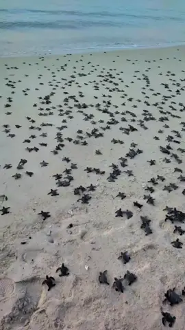 Mini Games: Đó các bạn biết năm nay Côn Đảo đã được bao nhiêu tổ trứng rùa. Đoán đúng Ad tặng vé thả rùa dành cho 1 người, hạn 2 năm. Không cần chính xác gần đúng là được- Chốt ngày ngừng nhận ngày 25/9. Số lượng 3 vé nhé, mình sẽ tự mời luôn nha hehe 1 slot trị giá 850k nhé chỉ được đi thả rùa thôi nhaaa Sinh ra đã là thử thách, mỗi bước bò ra biển là một cuộc chiến. Sóng dữ, kẻ săn mồi… tất cả chờ đợi phía trước.  Nhưng rùa con vẫn tiến về phía đại dương, bằng tất cả bản năng sinh tồn. Tuy chỉ khoảng 1/1000 tỷ lệ sống sót để quay lại đẻ trứng, vẫn hy vọng quay lại tất cả❤️. #T#TharuaconvebienX#XemruadetrungC#CDNPt#turtlesHonbaycanh #XuHuong #thinhhanh 