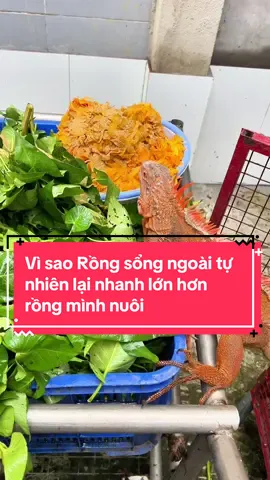 Vì sao rồng sống ngoài tự nhiên lại nhanh lớn hơn rồng nhà mình nuôi #rongnammy #chuyenverongnammy #thucanbosung #bosat #iguana 