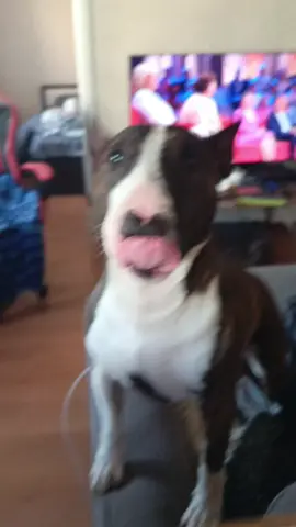 любимая дача❤️❤️❤️#минибуль#камаз#оченьхочется 