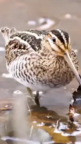 #woodcockbird #dance #bird #animals #amazing 