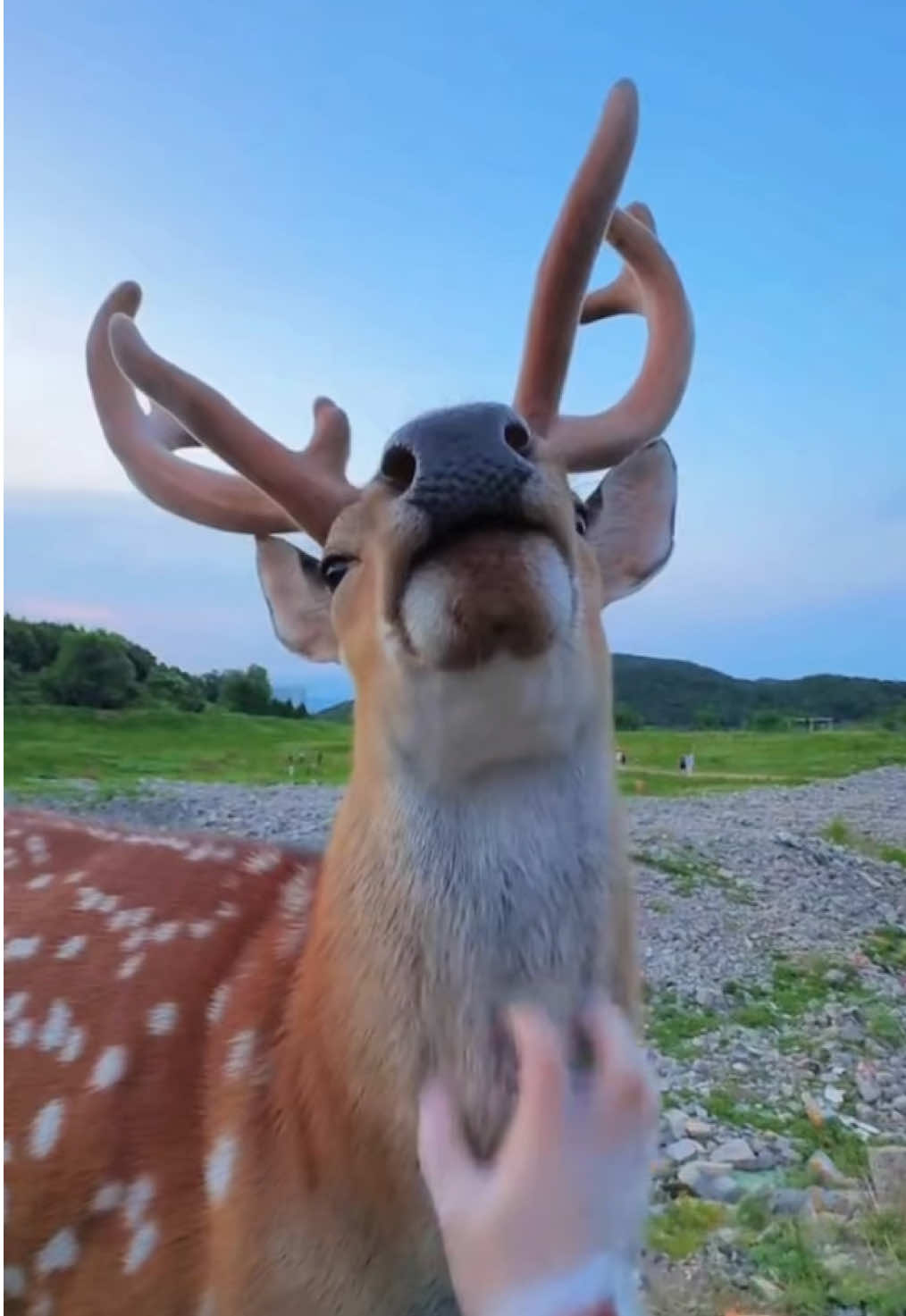 “Can I pet you?” #deer #lovely #cute 