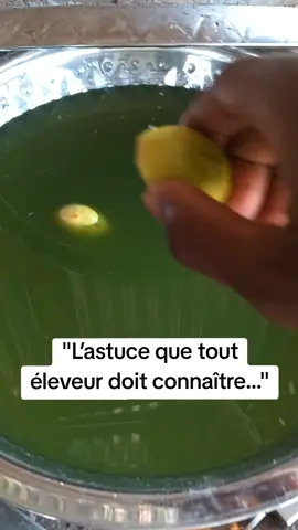 #VoiceEffects #pouletgoliath #poulet #oeufs 