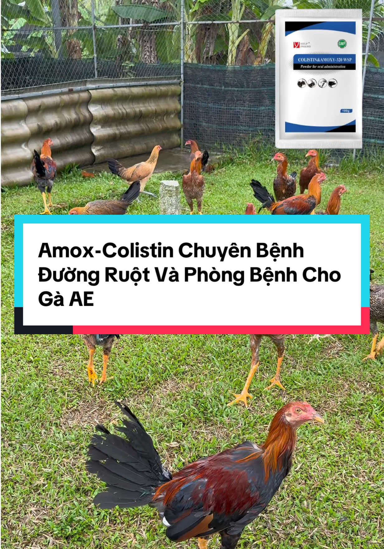 Amox-Colistin Chuyên Bệnh Đường Ruột Và Phòng Bệnh Cho Gà AE #traigalamthanhhon01  #thuocgalamthanhhon 