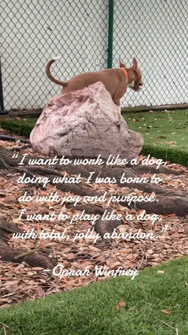 LIVE, LIVE, & PLAY like Dogs!   #adoptdontshop #petresourcecenter #happy #qotes #doglover 