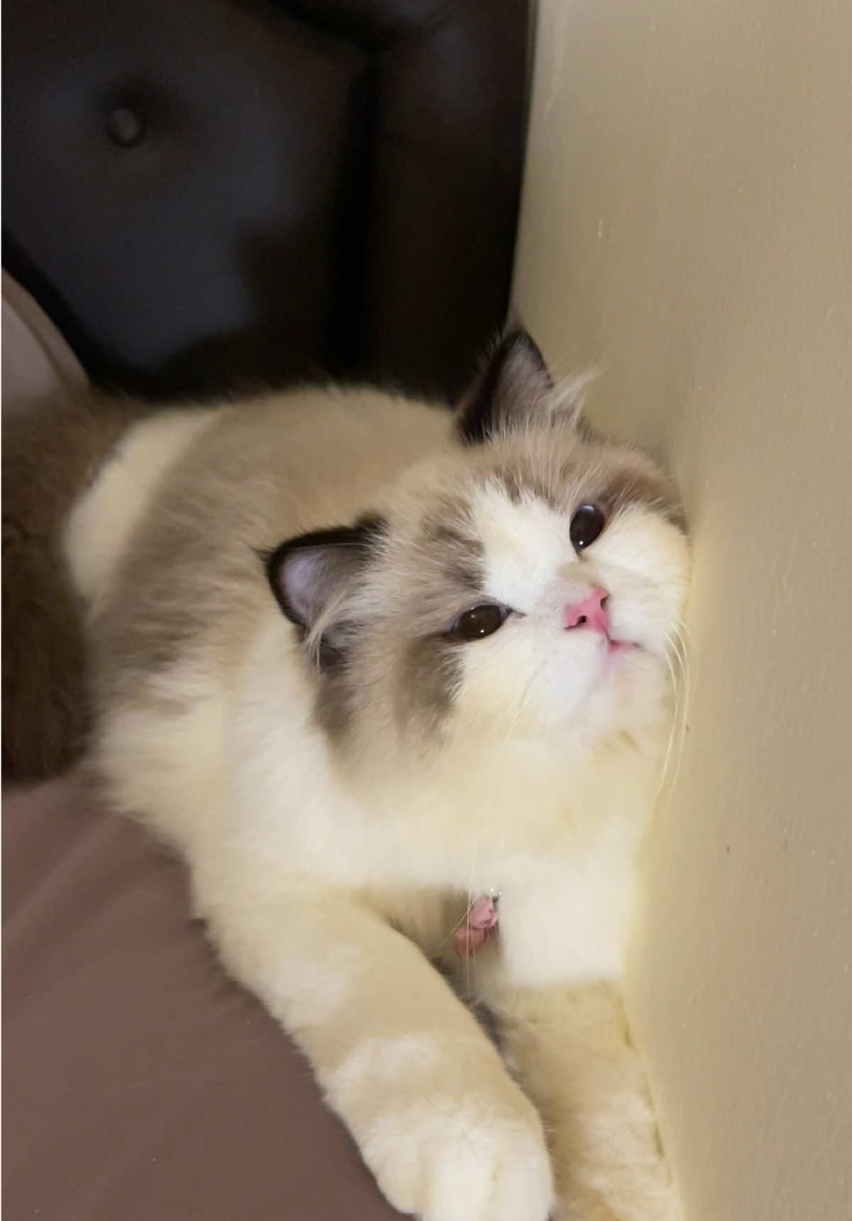 what do u think? #cat  #feelings  #sad  #kucing 