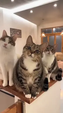 Cat JJ Embah Dukun 😁  #masukberanda #kucing #kucinglucu #fyppppppppppppppppppppppp #xyzbca 