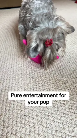 #dog #dogtok #dogtoy #dogtoysoftiktok 