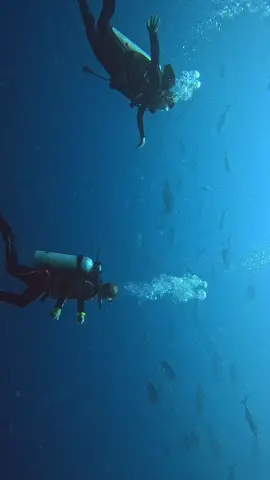 Gilutongan’s underwater life is on another level 🌊 Spotted a trevally and it was a vibe! 🐟✨ #ScubaDiving #GilutonganIsland #Trevally #naludive #tiktokviral 
