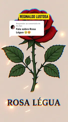 A responder a @fer_flps 🌹✨  Rosa Légua? A flor rara da família de Seu Légua