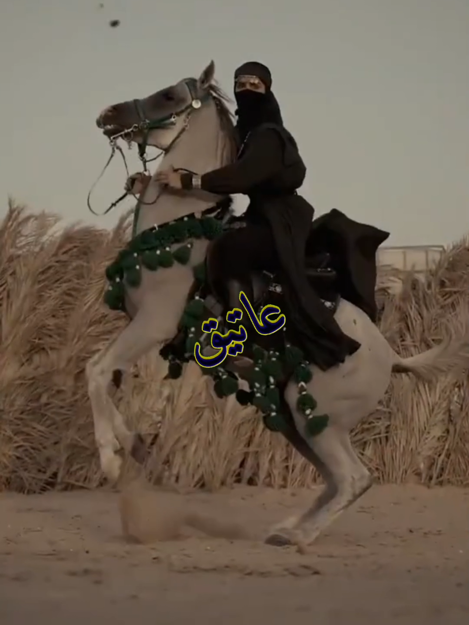 يافعيه شموخ عز هيبة.. ذهب خوتنا ذهب#الخيول_عشق_لاينتهي #إكسبلور #تصميمي #CapCut 