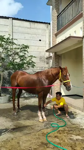 #horse #kudapacu #fypdonggggggg 