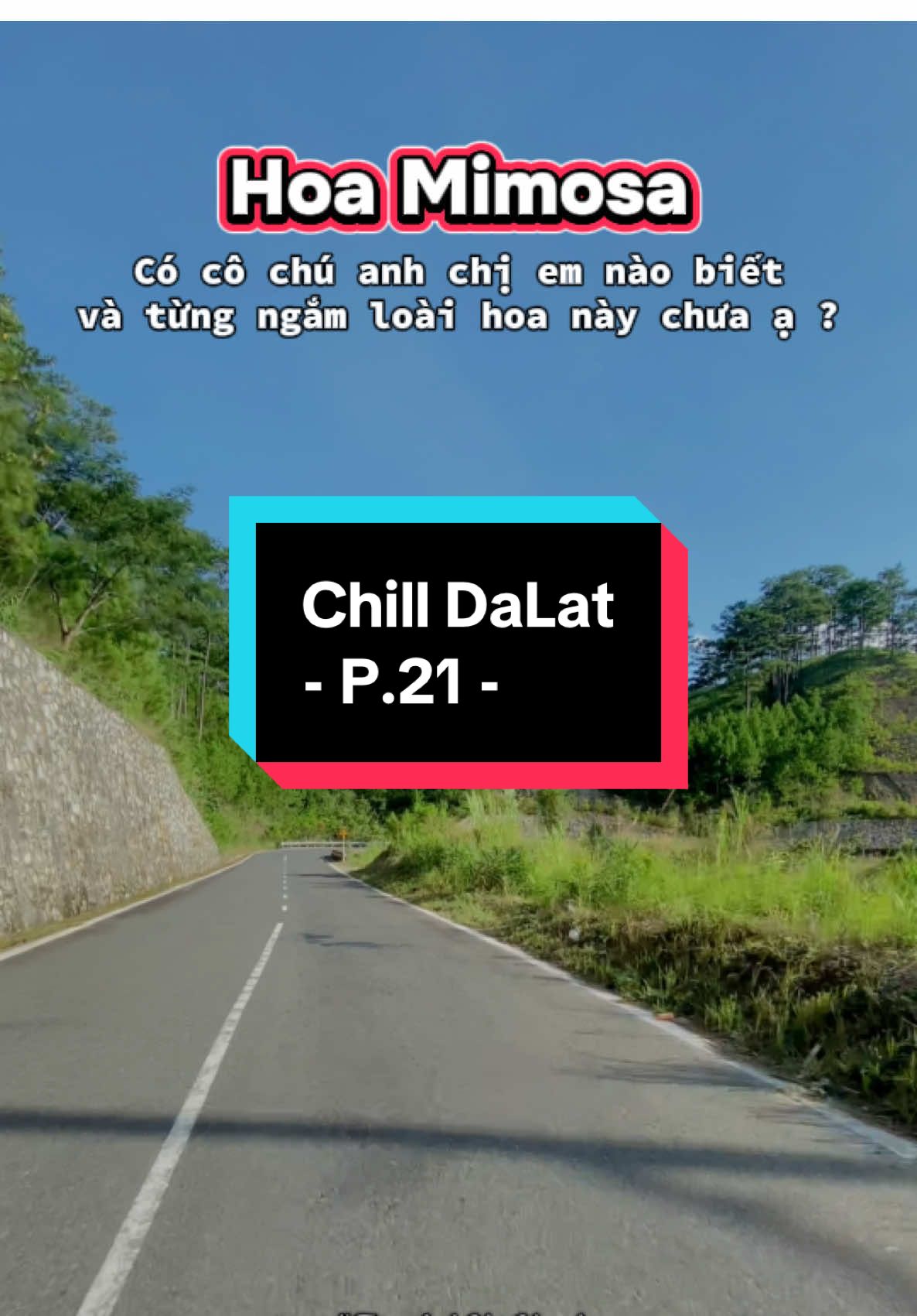 Có anh chị nào biết về loài hoa tên Mimosa này của Đà Lạt không ạ #tiemanhchuchanh #chilldalat #thochupanhdalat #dalat #viral 