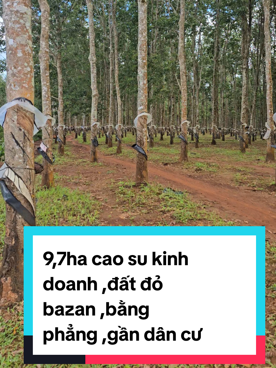 9,7ha cao su kinh doanh ,đất đỏ bazan ,bằng phẳng ,gần dân cư #hottiktok #xuhuong #datnongnghiep #reviewdatvuon #bdsgialai 