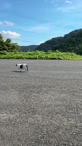 猫も大好きなAE86🤣🤣 #initiald #ae86 #jdm #trueno #toyota 